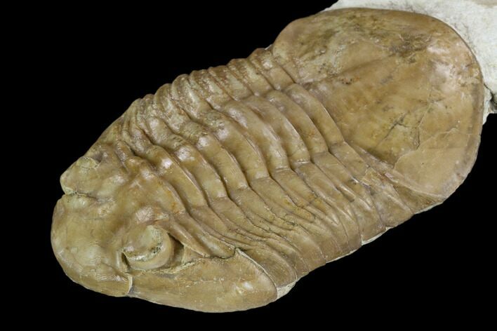 Large, Asaphus Plautini Trilobite - Russia #125503